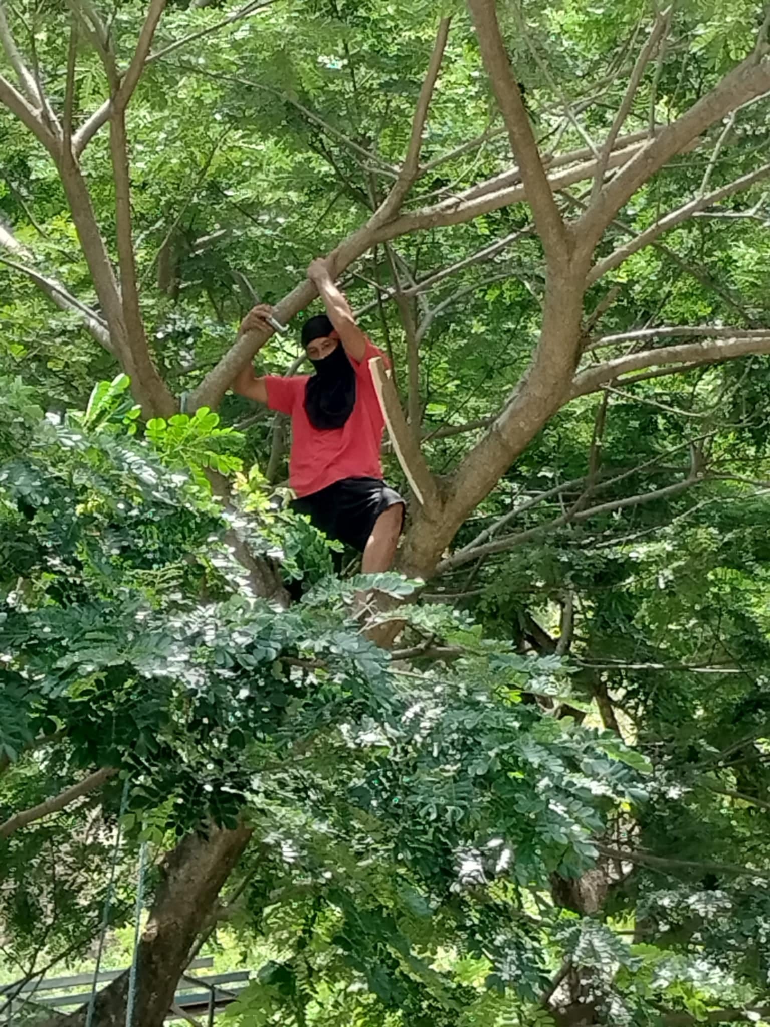 Pruning of Branches